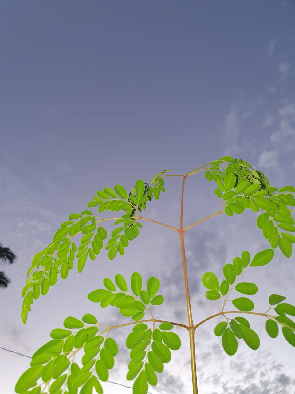 6 PACK BUNDLE | 360 MORINGA VEGAN CAPSULES