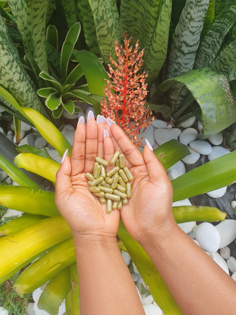 3 PACK BUNDLE | 180 MORINGA VEGAN CAPSULES